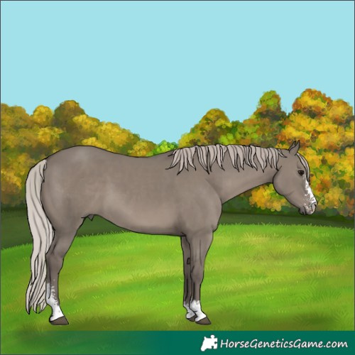 Horse Color:Silver Grullo Sabino 