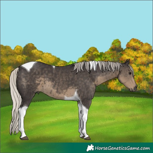 Horse Color:Silver Smoky Black Tobiano 