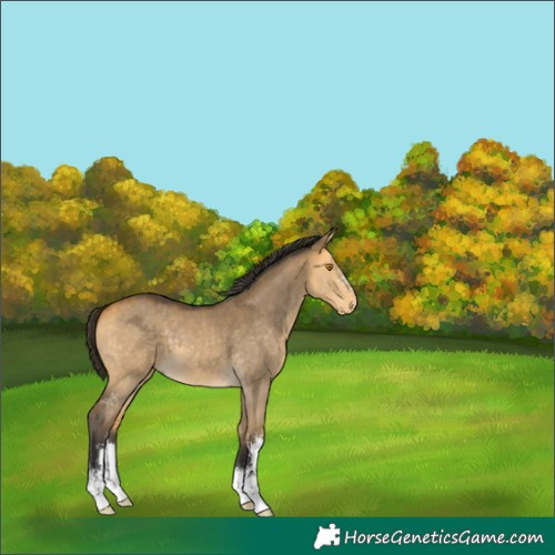 Horse Color:Buckskin Dun Sabino 
