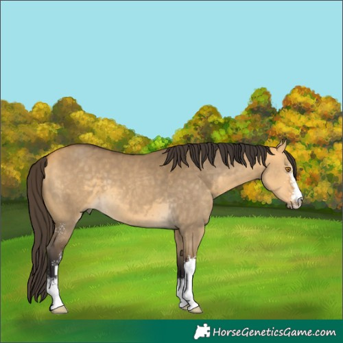 Horse Color:Buckskin Dun Sabino
