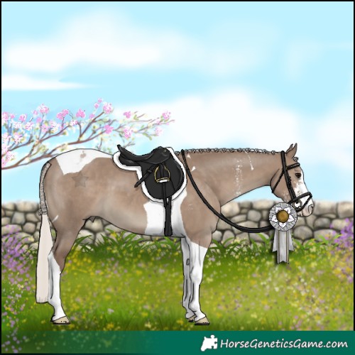 Horse Color:Silver Grullo Sabino Tobiano 