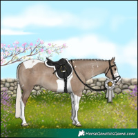 Horse Color:Silver Grullo Sabino Tobiano 
