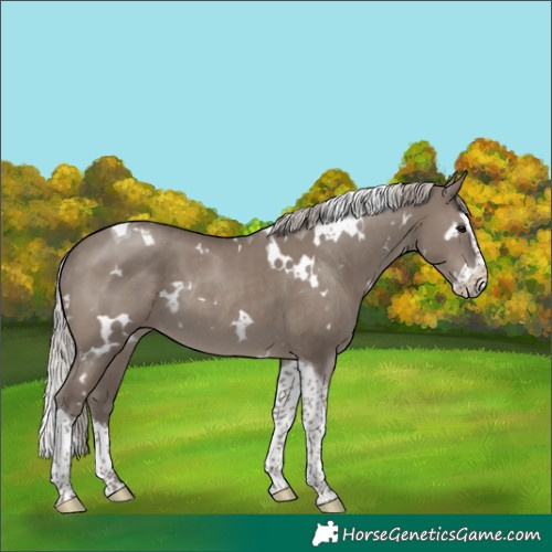 Horse Color:White Spotted Silver Grullo Splash Tobiano Rabicano 