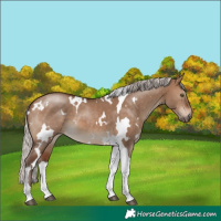 Horse Color:White Spotted Silver Bay Dun Tobiano