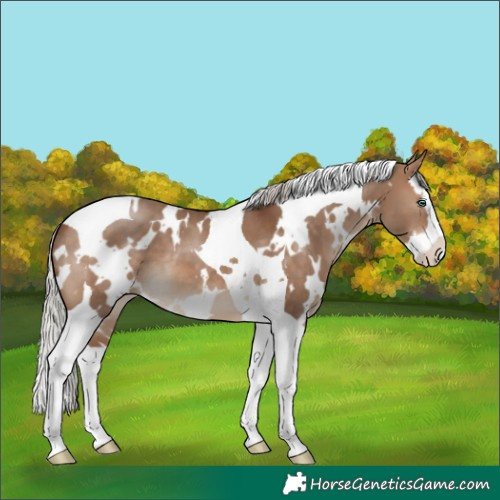 Horse Color:White Spotted Silver Bay Dun Splash Tobiano 