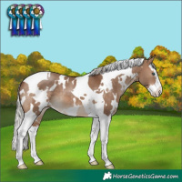 Horse Color:White Spotted Silver Bay Dun Splash Tobiano