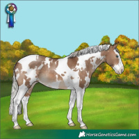 Horse Color:White Spotted Silver Bay Dun Splash Tobiano 