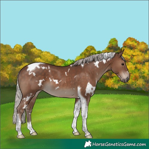 Horse Color:White Spotted Silver Black Tobiano 