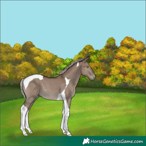 Horse Color:Silver Grullo Tobiano 