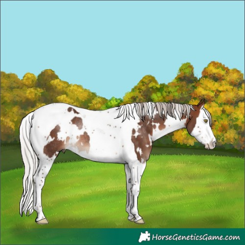 Horse Color:White Spotted Silver Brown Splash Tobiano Rabicano 