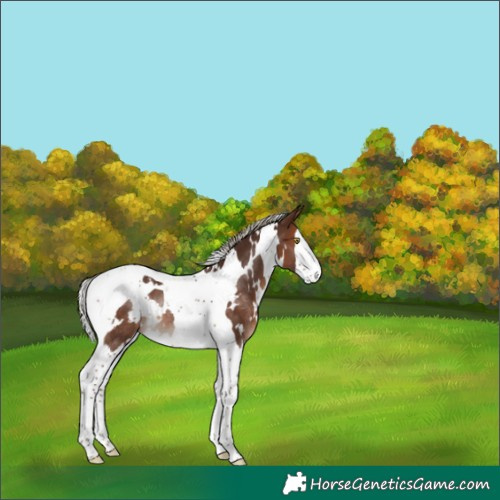 Horse Color:White Spotted Silver Brown Splash Tobiano Rabicano 