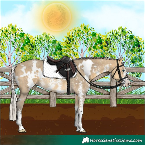 Horse Color:White Spotted Silver Sable Cream Champagne Sabino Rabicano