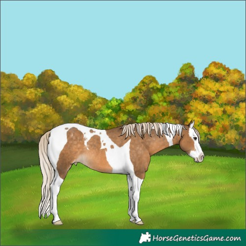 Horse Color:Chocolate Palomino Splash Tobiano Appaloosa Rabicano 