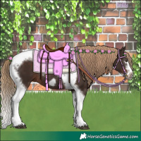Horse Color:Liver Chestnut Splash Tobiano Frame Rabicano