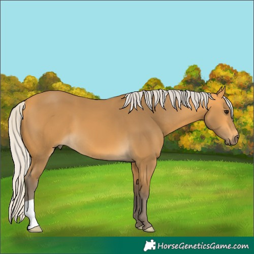 Horse Color:Silver Buckskin 