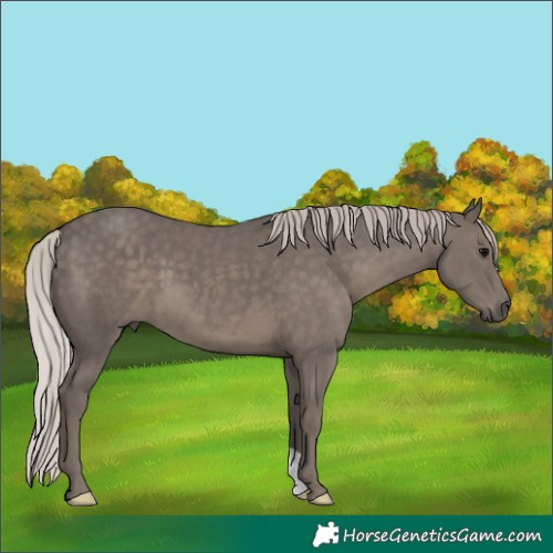 Horse Color:Silver Black 