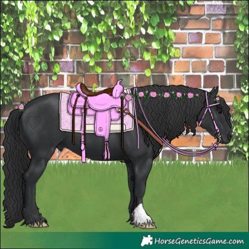 Horse Color:Black 