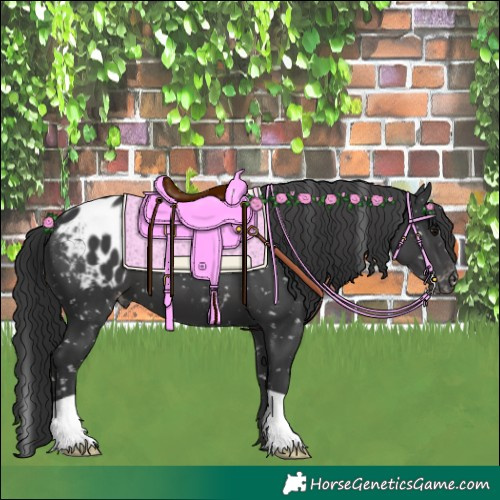 Horse Color:Black Appaloosa 
