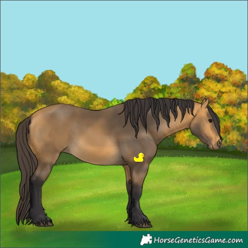 Horse Color:Buckskin 