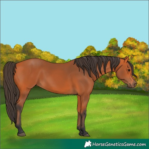 Horse Color:Bay 