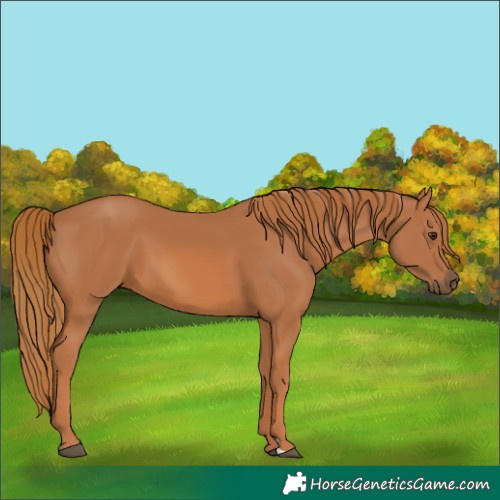 Horse Color:Chestnut 