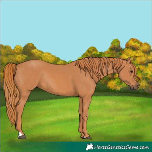 Horse Color:Chestnut Rabicano 