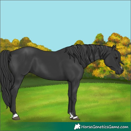Horse Color:Black 