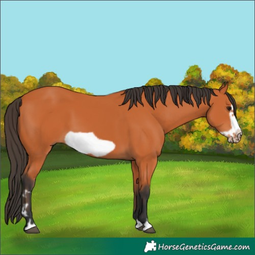 Horse Color:Bay Frame 