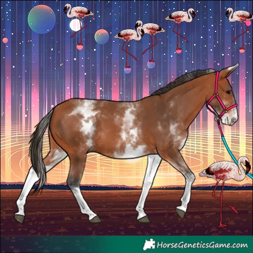 Horse Color:White Spotted Bay 