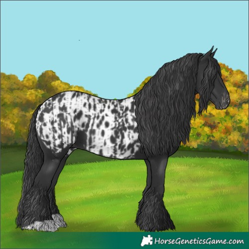 Horse Color:Black  and Black Appaloosa 