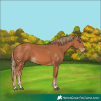 Horse Color:Chestnut 