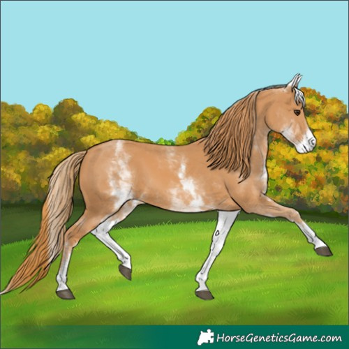 Horse Color:Unknown 