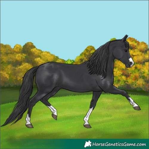 Horse Color:Unknown 