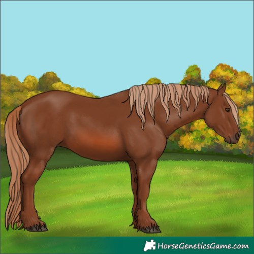 Horse Color:Chestnut 