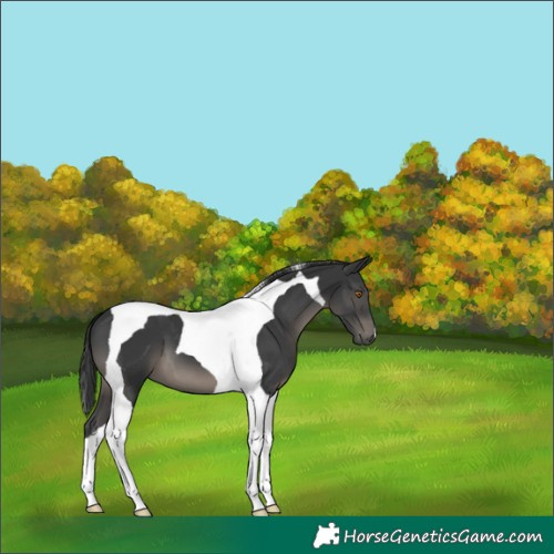 Horse Color:Black Tobiano 