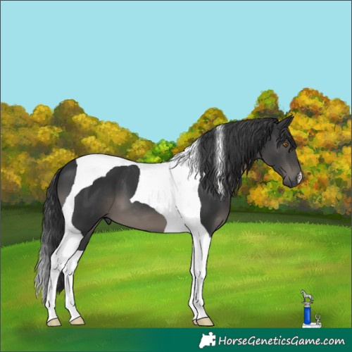 Horse Color:Black Tobiano 