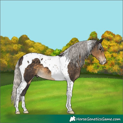 Horse Color:Silver Smoky Black Tobiano 