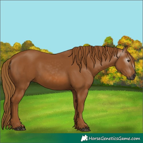 Horse Color:Gray Chestnut 