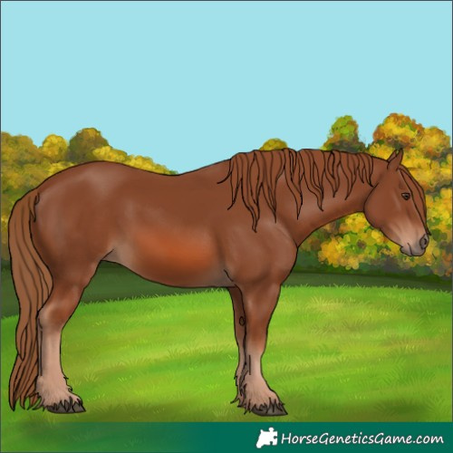 Horse Color:Chestnut 
