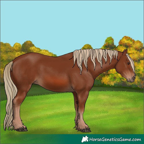 Horse Color:Chestnut 