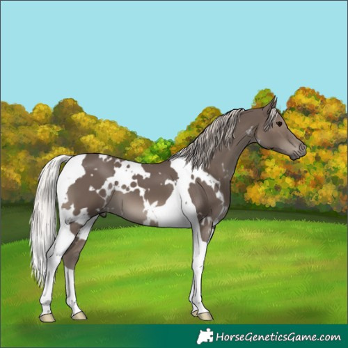 Horse Color:White Spotted Silver Black Tobiano 