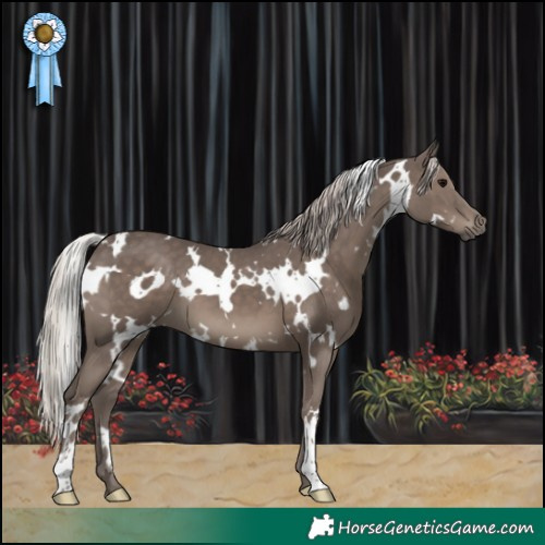 Horse Color:White Spotted Silver Black 