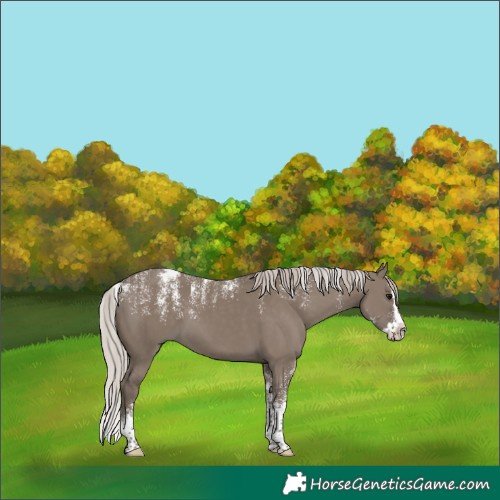 Horse Color:Powder White Silver Grullo Splash 