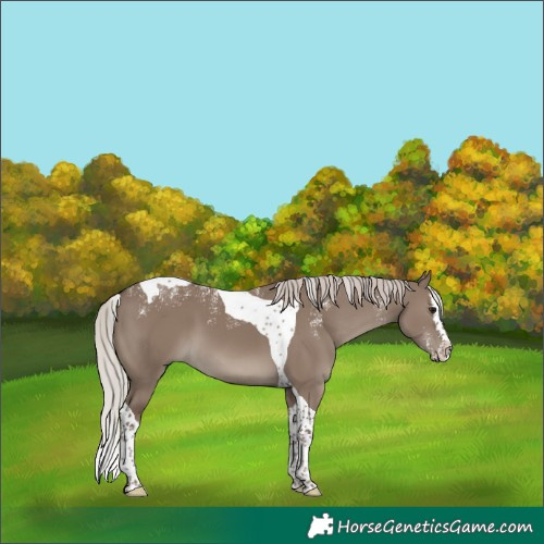 Horse Color:Powder White Silver Grullo Splash Tobiano 
