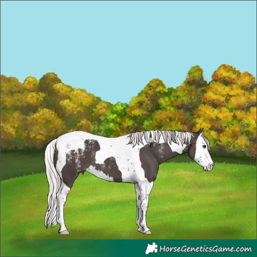 Horse Color:Powder White Silver Black Splash Tobiano