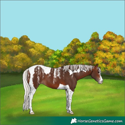 Horse Color:Powder White Silver Brown Tobiano