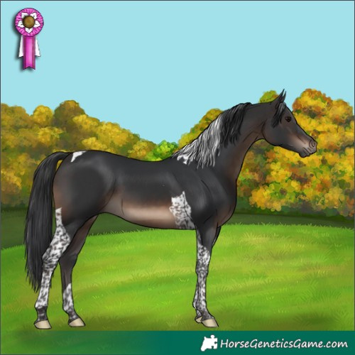 Horse Color:Brown Tobiano 