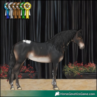 Horse Color:Brown Tobiano