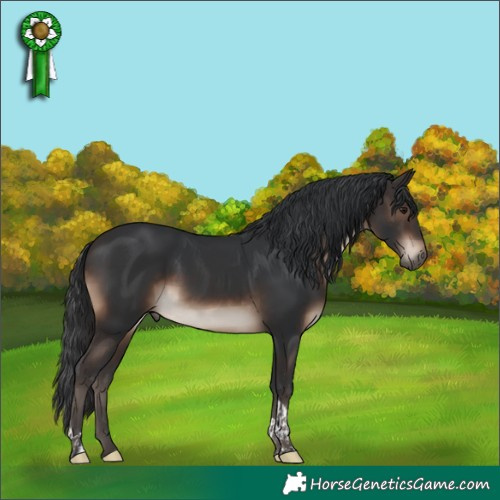 Horse Color:Brown Tobiano 