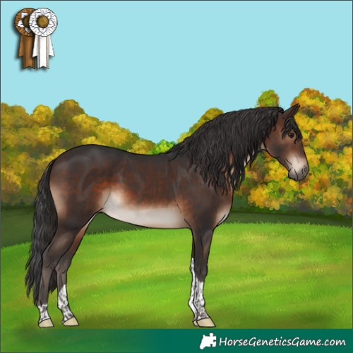 Horse Color:Brown Tobiano 